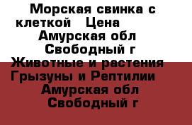 Морская свинка с клеткой › Цена ­ 1 800 - Амурская обл., Свободный г. Животные и растения » Грызуны и Рептилии   . Амурская обл.,Свободный г.